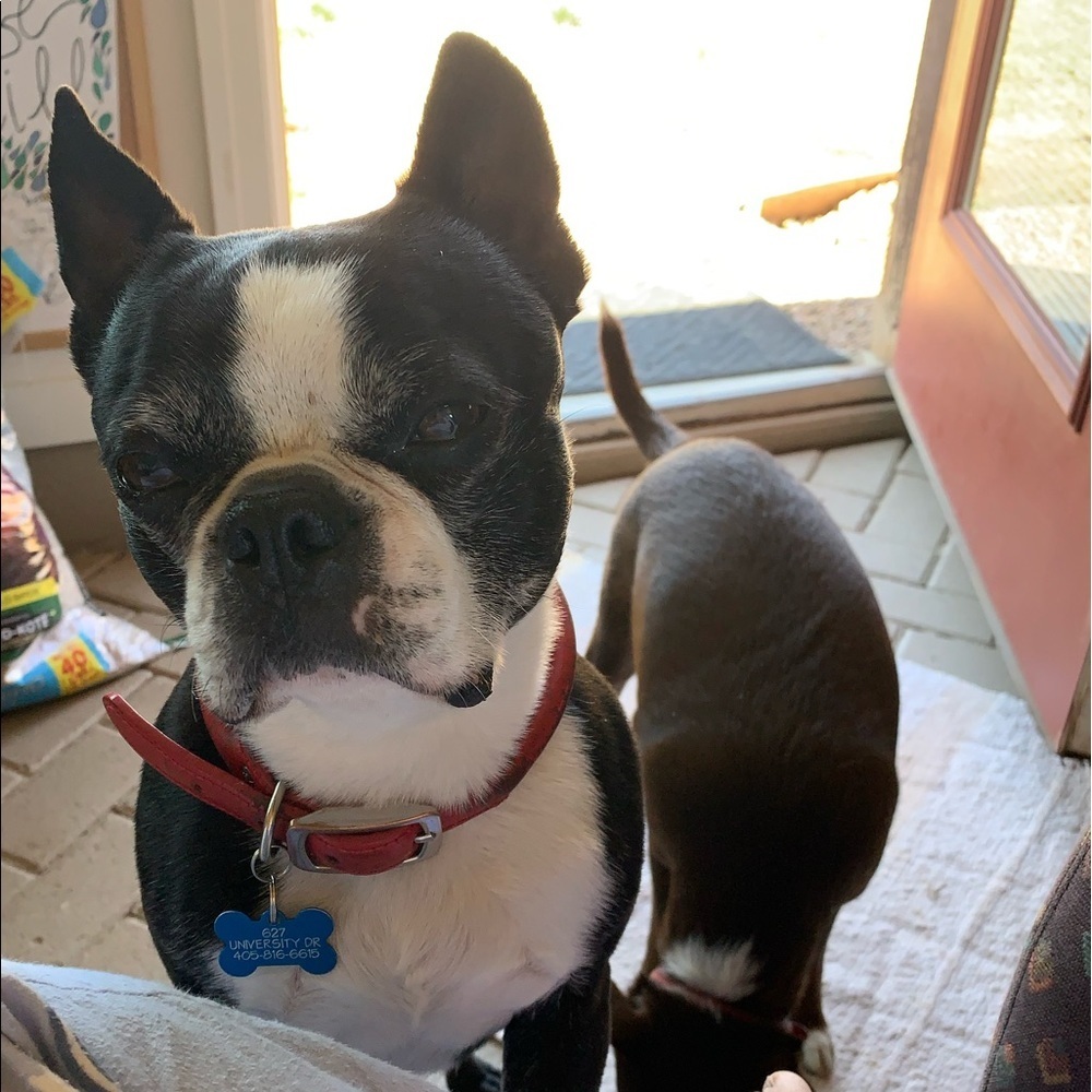 My fur babies and others. Lol. - Picture 13 of 15